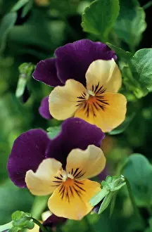 Heartsease: WILD PANSY / HEARTSEASE / Violet - in flower, close-up