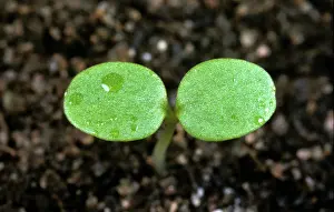 Heartsease: Wild Pansy seedling