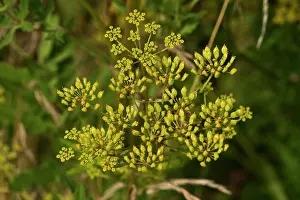 Parsnip: Wild Parsnip (Pastinaca sativa). Regnemark Banke