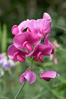 Lathyrus: Wild Pea - Inflorescence