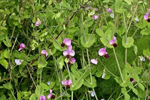 Peas: Wild Pea Sardinia, Italy