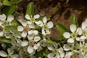 Pears: Wild pear blossom