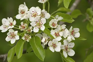 Pears: Wild pear in flower