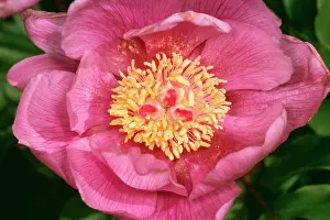 Peonies: Wild Peony