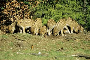 Glade: Wild Pig - piglets in forest glade