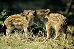 Glade: Wild Pig - piglets playing in forest glade