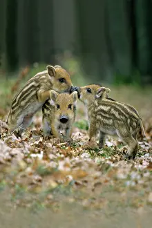 Glade: Wild Pig - piglets playing in forest glade