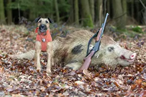 Trophy: Wild Pig - trophy semi albino wild boar and Westfalen