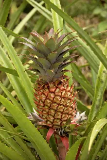 Bracteata: A wild pineapple