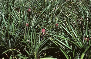 Bromeliaceae: Wild pineapple plants variety Microphela