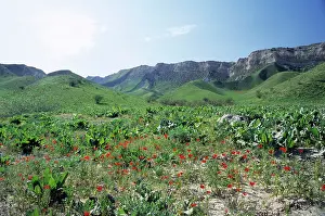 Slopes: Wild Poppies - flowering in spring - on mountain slopes