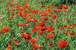 Kopetdag: Wild Poppies - Kopetdag mountain range - spring
