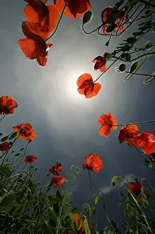 Pyrenees: Wild Poppies (Papaver rhoeas) growing on a field