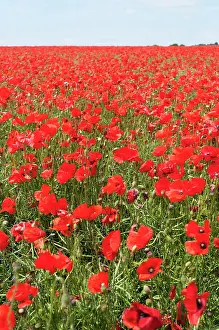 Belguim: Wild poppy, Papaver rhoeas, field of flowers with blue sky b