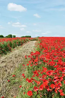 Belguim: Wild poppy, Papaver rhoeas, field of flowers growing either