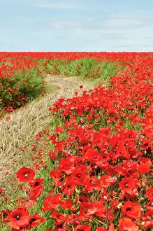 Belguim: Wild poppy, Papaver rhoeas, field of flowers growing either