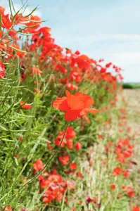 Belguim: Wild poppy, Papaver rhoeas, field of flowers growing in a fi