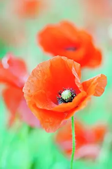 Belguim: Wild poppy, Papaver rhoeas, with others out of focus behind