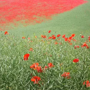 Oilseed: Wild Poppy, Papaver rhoeasm growing in a field of Oilseed ra