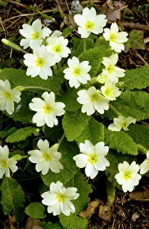 Primroses: Wild Primroses - in hedgebank