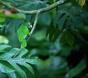 Amazonia: Wild Puerto Rican parrots (Amazonia vitatta)