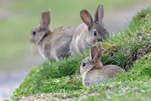 Warren: Wild Rabbit - 3 young animal sitting in front of burrow
