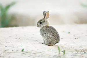 Cuniculus: Wild Rabbit - baby animal
