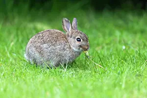 Kits: Wild Rabbit - baby rabbit eating Dandelion on garden