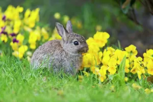 Pansies: Wild Rabbit - baby rabbit eating Pansy Flowers on
