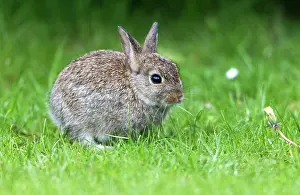 Kits: Wild Rabbit - baby rabbit on garden lawn Island