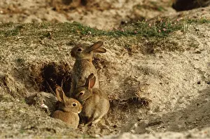 Burrows: Wild RABBIT - at burrow