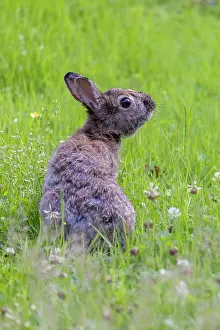 Oryctolagus: Wild rabbit feeding in a summer meadow (Oryctolagus