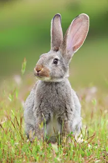 Placentalia: Wild rabbit, Oryctolagus cuniculus, Spain, Europe