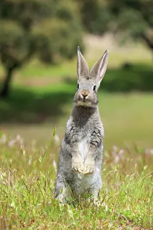 Oryctolagus: Wild rabbit, Oryctolagus cuniculus, Spain, Europe