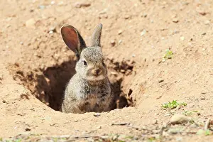 Cuniculus: Wild rabbit, Oryctolagus cuniculus, Spain, Europe