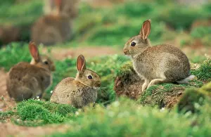Warren: Wild Rabbit - rabbit warren