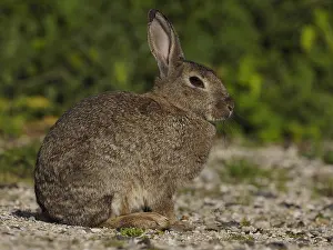 240717: wild rabbit-sitting on the ground, Holland, Zandvoort