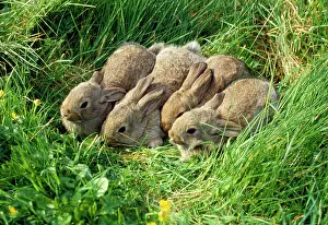 Hidden: Wild RABBIT x four babies
