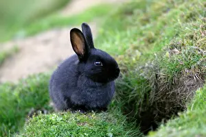 Warren: Wild Rabbit - young animal with black fur sitting