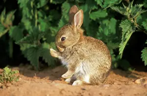 Nettles: Wild Rabbit - young animal cleaning itself