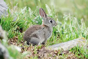 Nibbling: Wild Rabbit - young animal nibbling grass