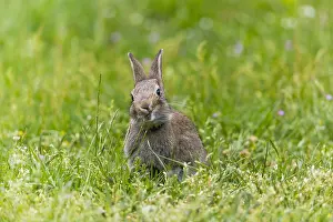 Nibble: Wild Rabbit - young animal nibbling on grass stalks