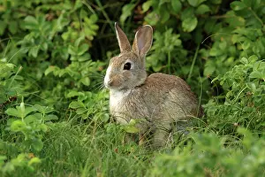 Sylt: Wild Rabbit - young Isle of Sylt, Germany (Oryctolagus