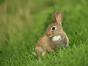 Sylt: Wild Rabbit - young Isle of Sylt, Germany (Oryctolagus