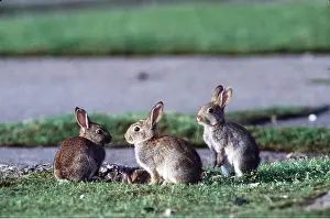 Rabbits: WILD RABBITS
