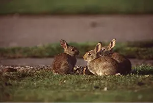 Rabbits: WILD RABBITS