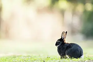 Cuniculus: Wild rabbits (Oryctolagus cuniculus) sitting on