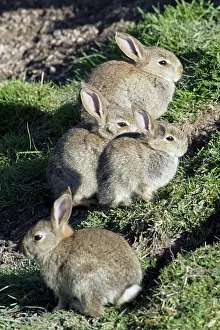Warren: Wild Rabbits - Sitting outside warren