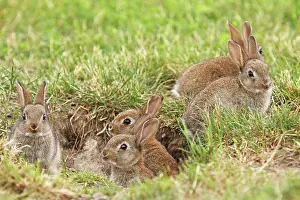 Burrow: Wild Rabbits - young