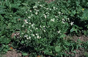 Raphanus: Wild Radish or Runch